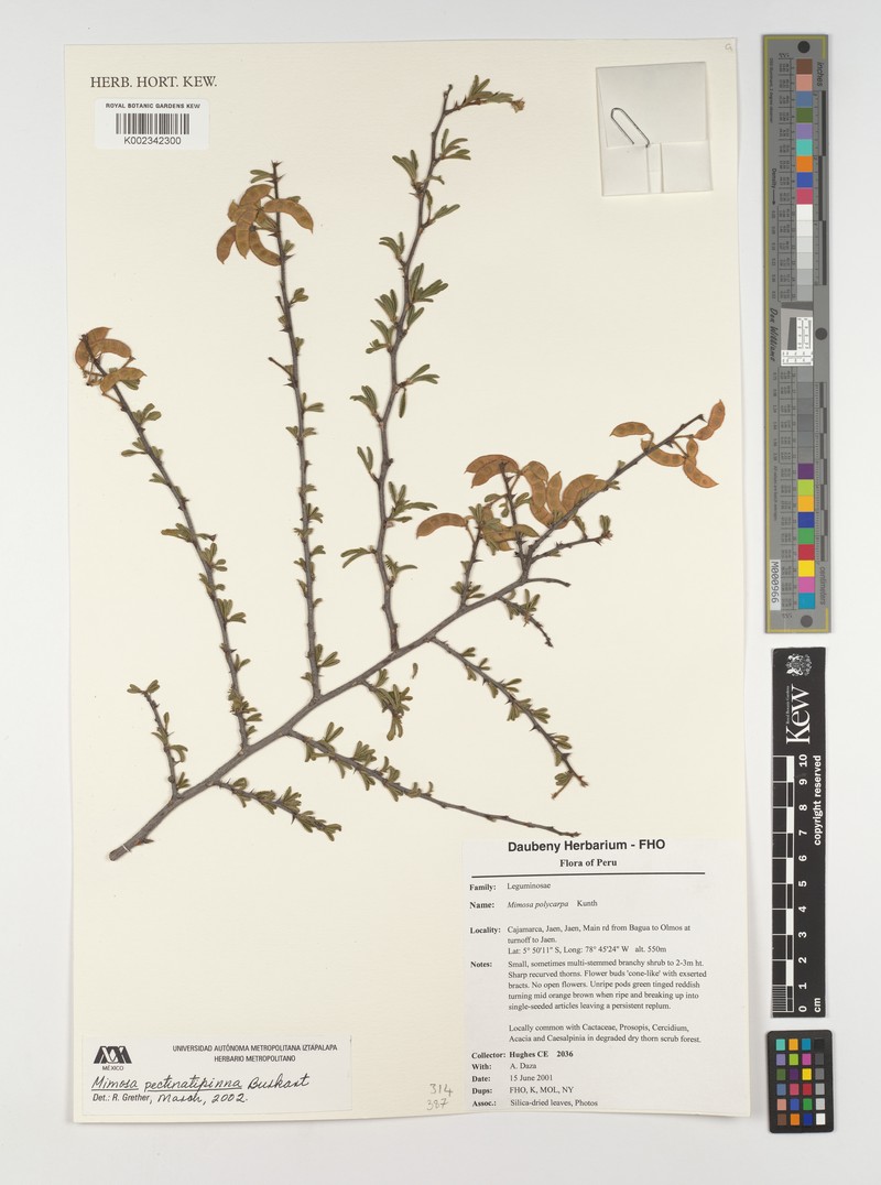Mimosa pectinatipinna photo 6