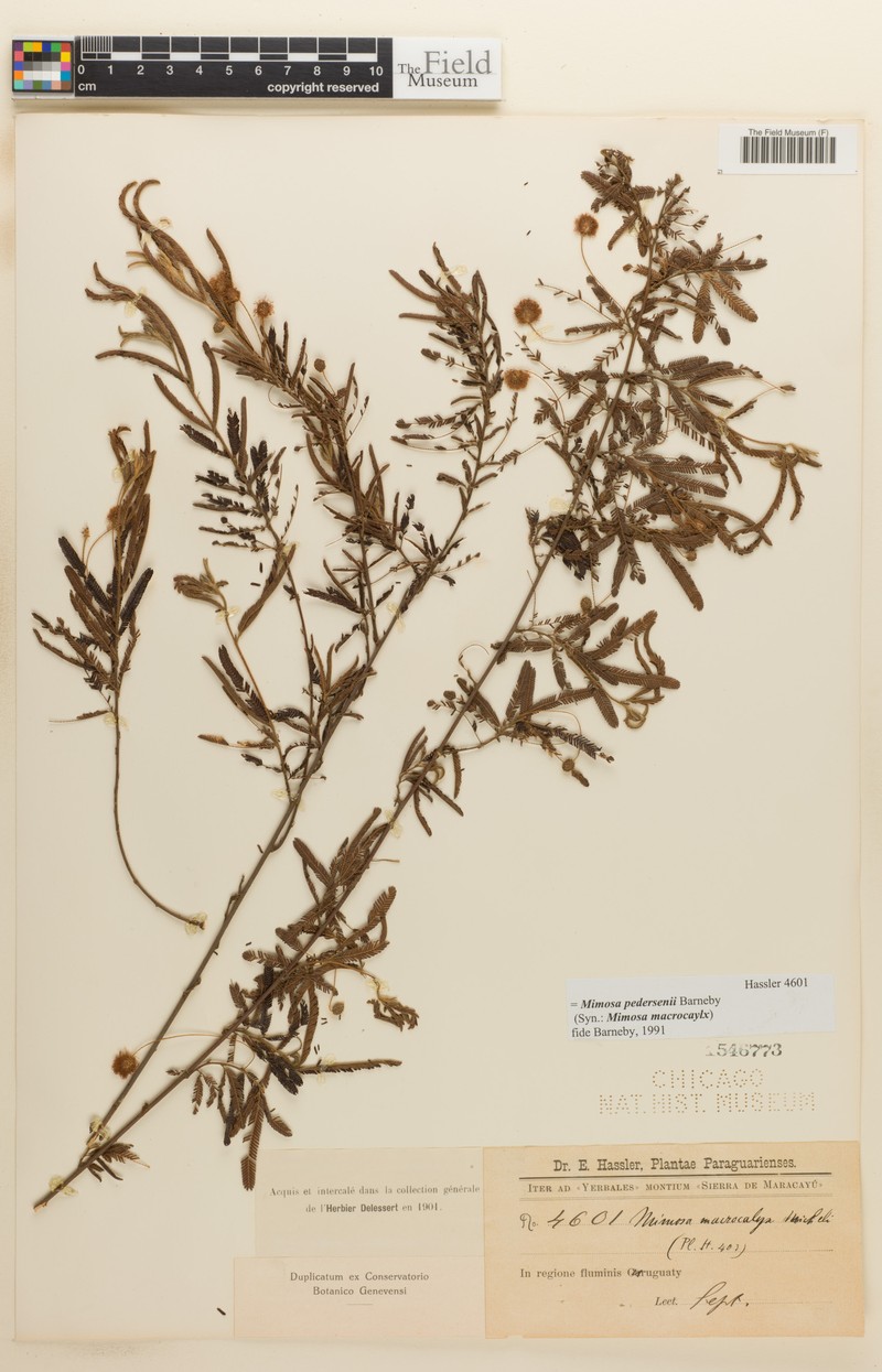 Mimosa pedersenii