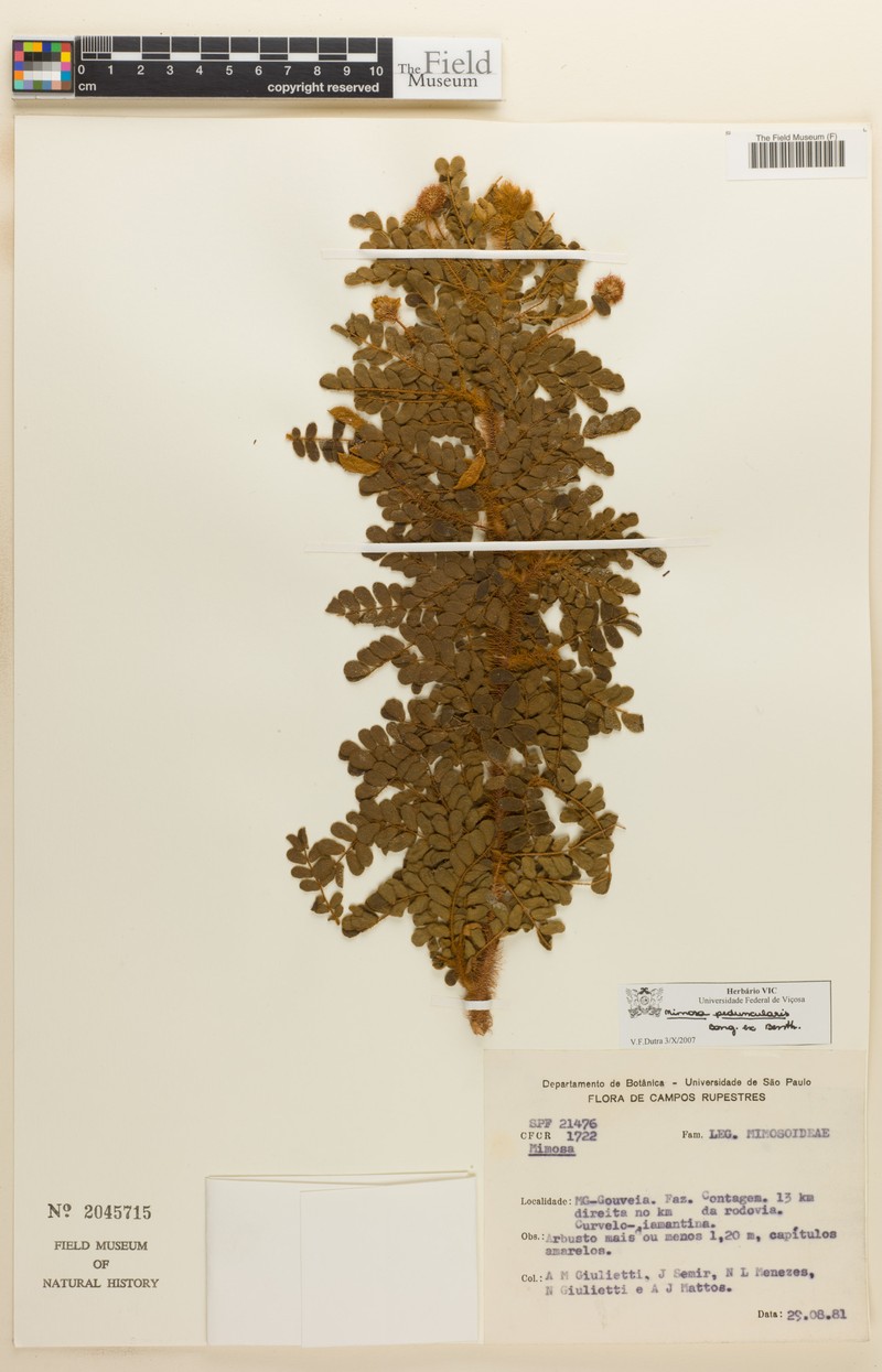 Mimosa peduncularis