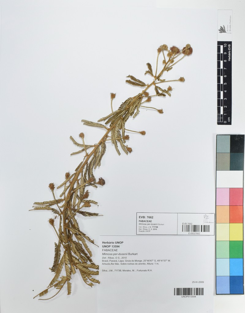 Mimosa per-dusenii