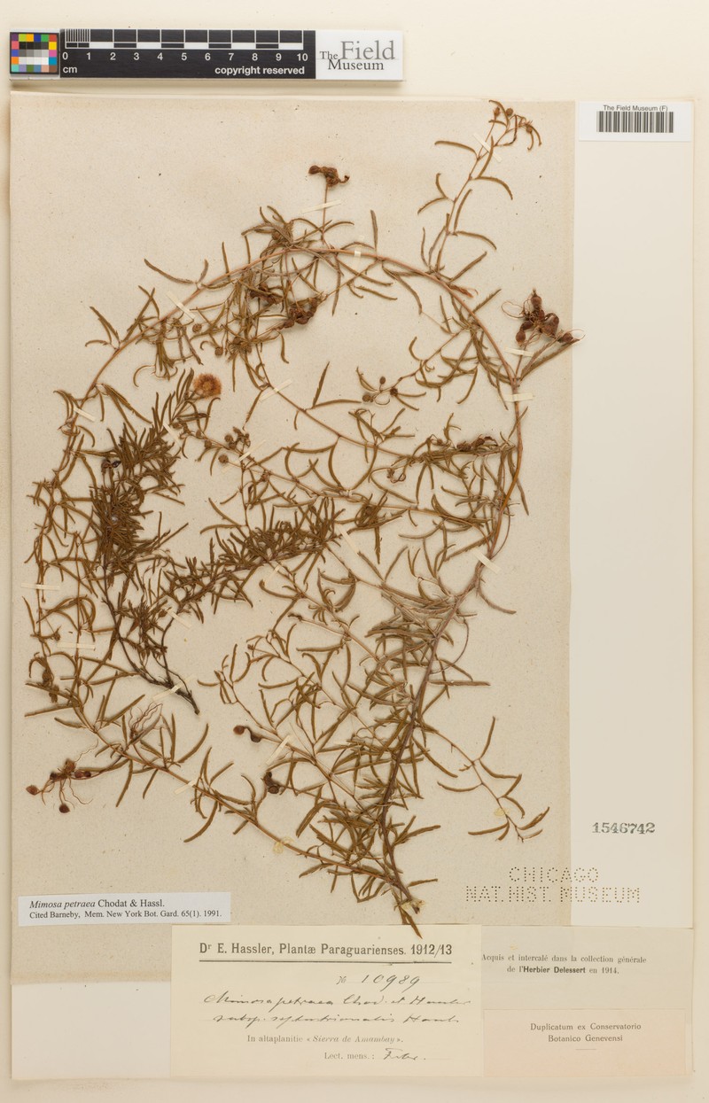 Mimosa petraea