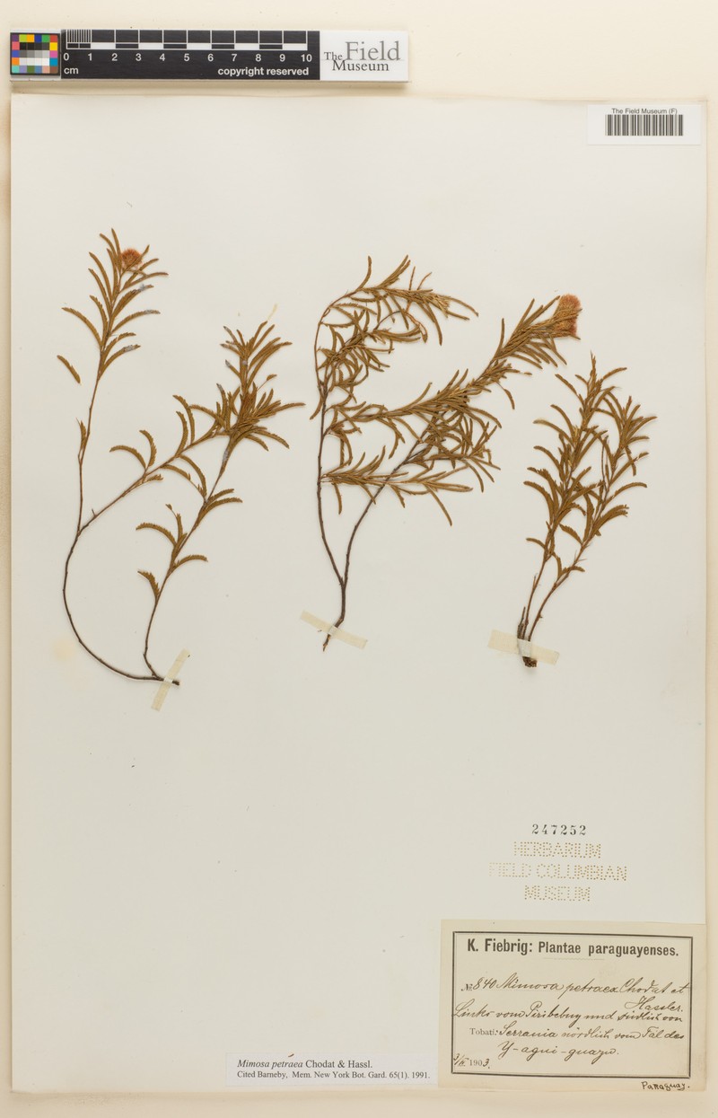 Mimosa petraea photo 2