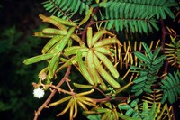 Mimosa pigra
