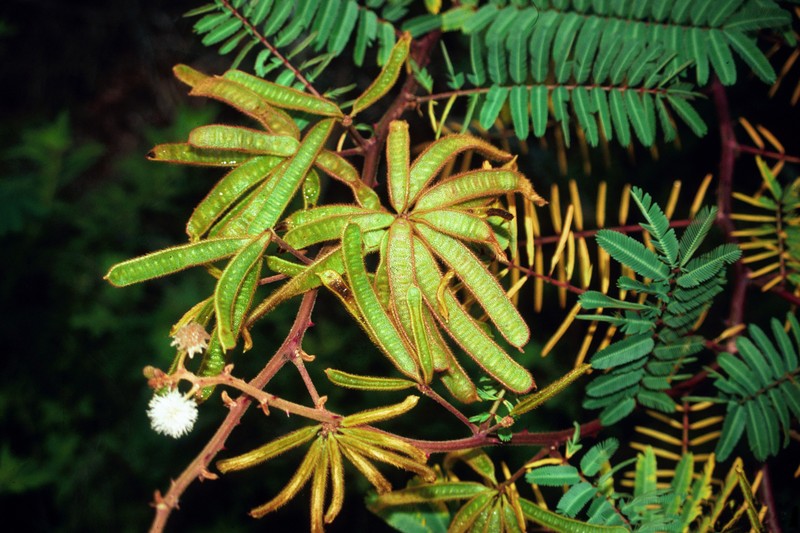 Mimosa pigra