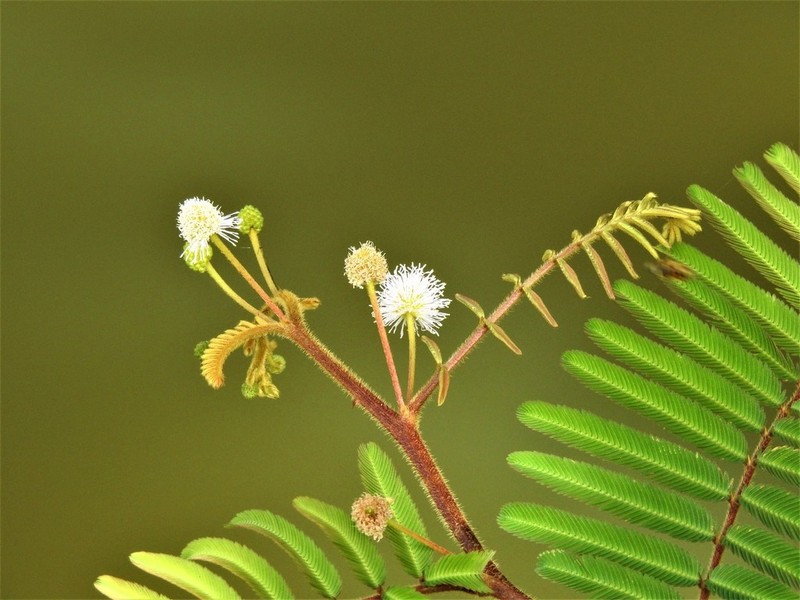 Mimosa pigra photo 2