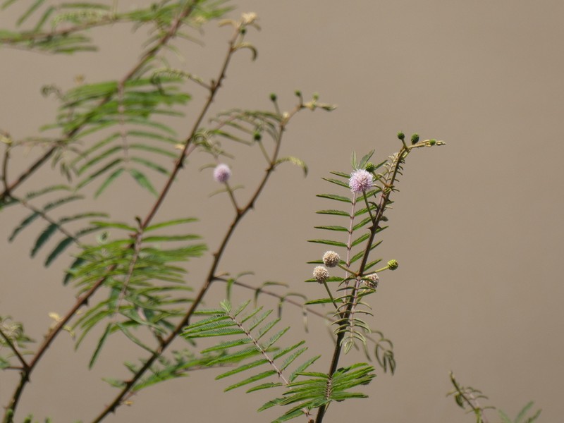 Mimosa pigra photo 3
