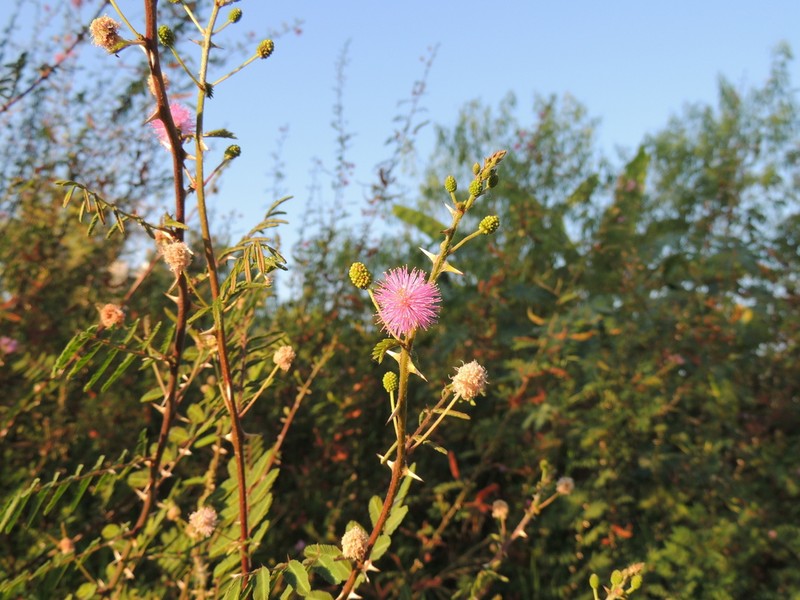 Mimosa pigra photo 4