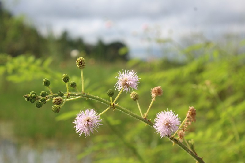 Mimosa pigra photo 5