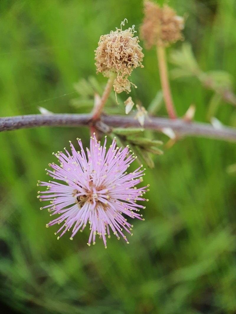 Mimosa pigra photo 6