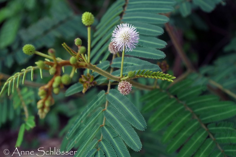 Mimosa pigra photo 8