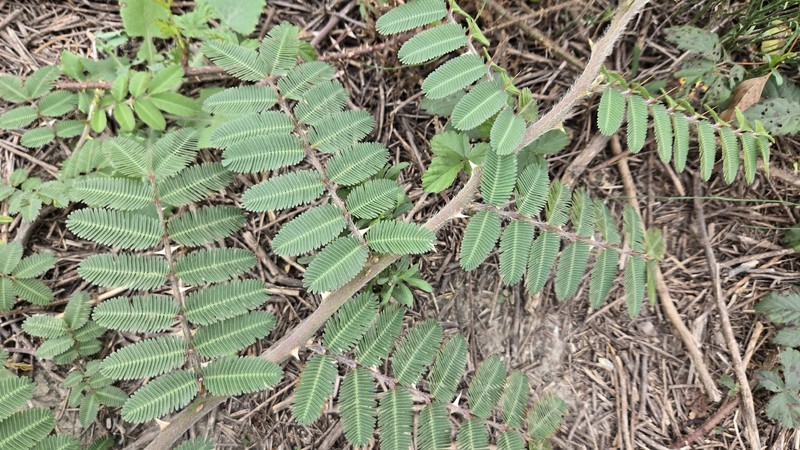 Puerto Rico Sensitive-Briar photo 4