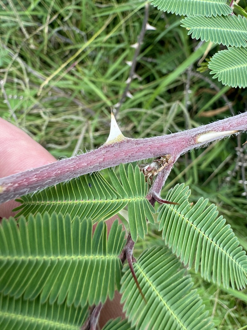 Puerto Rico Sensitive-Briar photo 8