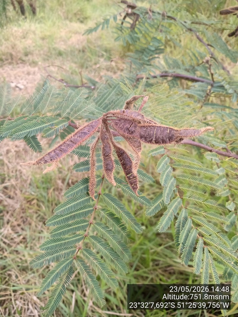 Mimosa pigra var. dehiscens