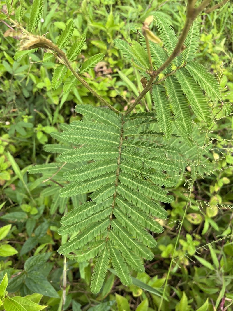 Lollipop Mimosa