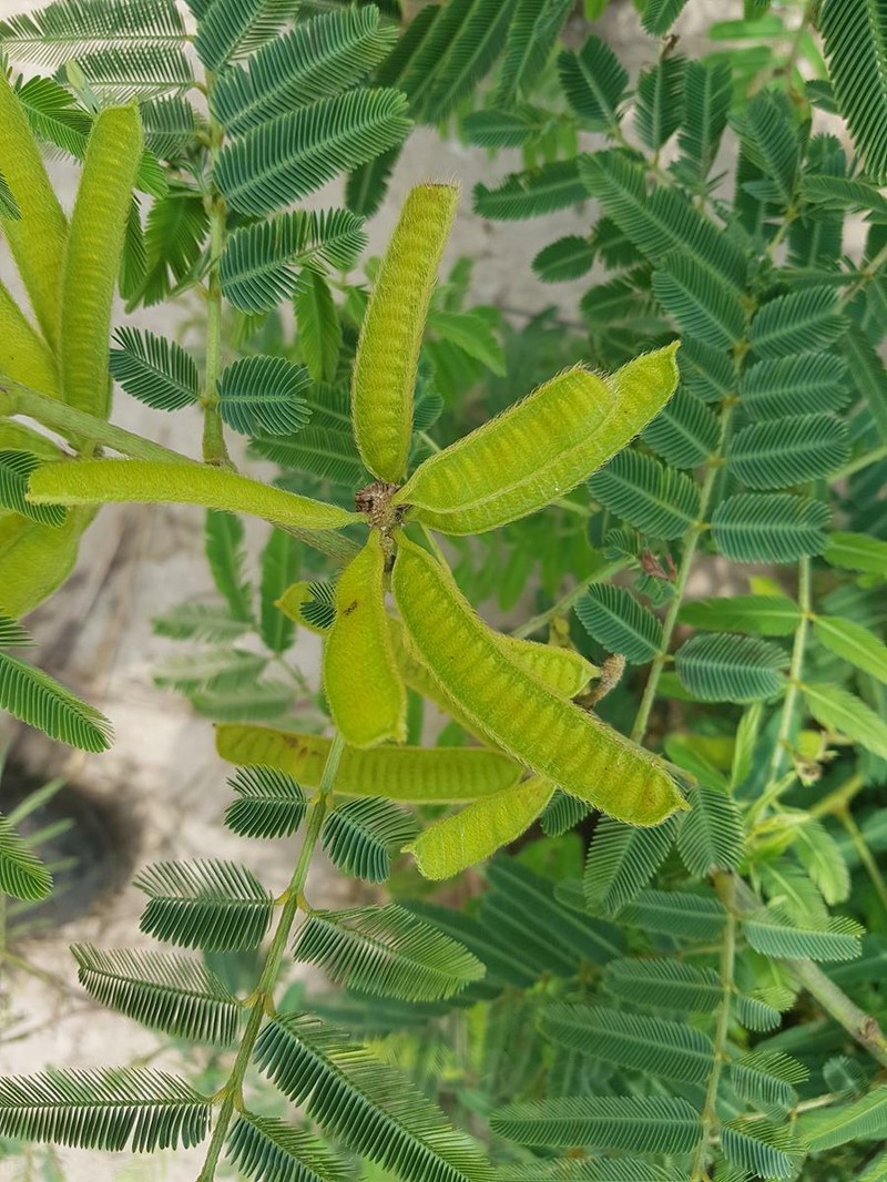 Lollipop Mimosa photo 2