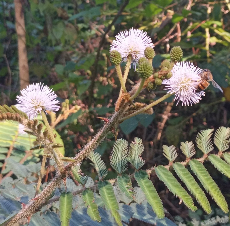 Lollipop Mimosa photo 3