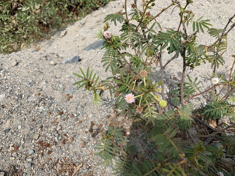 Lollipop Mimosa photo 7