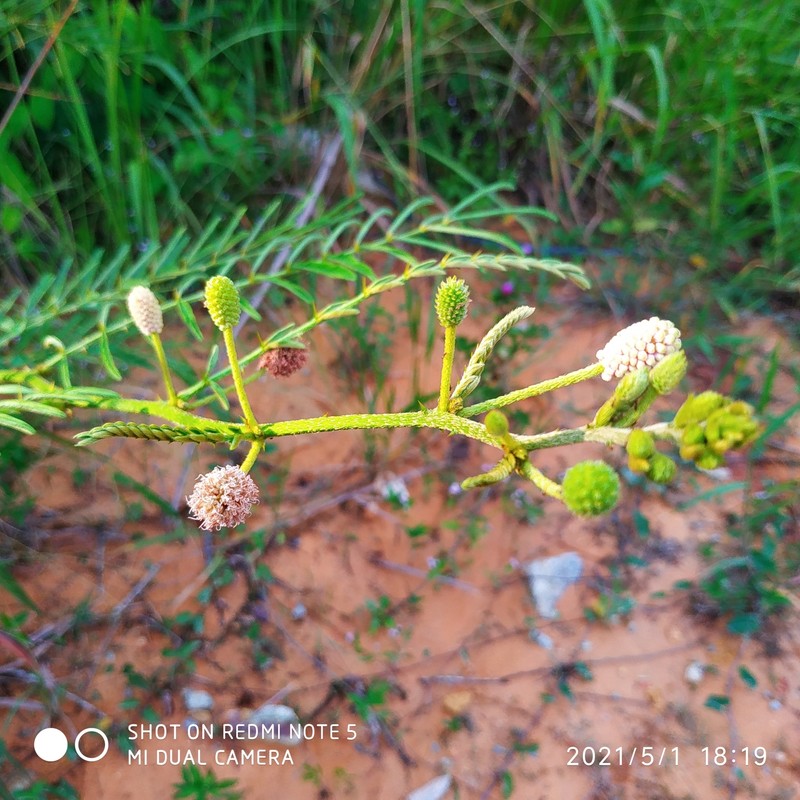Lollipop Mimosa photo 8