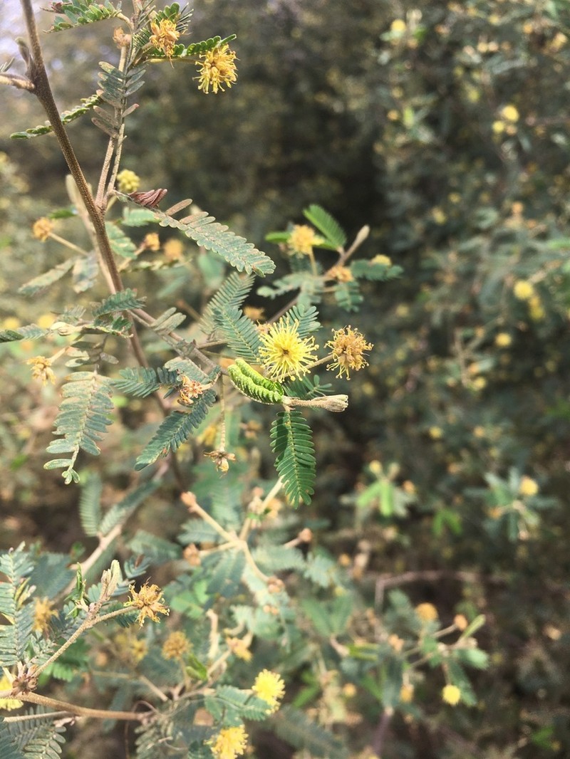 Mimosa pilulifera