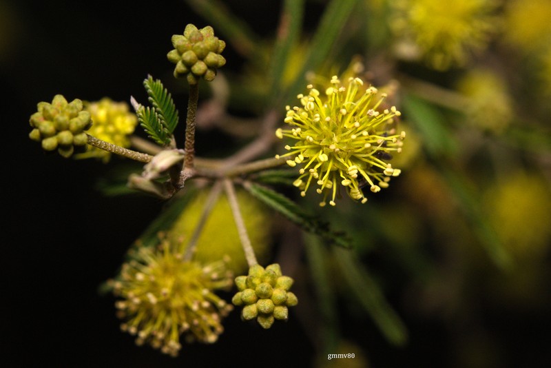 Mimosa pilulifera photo 2