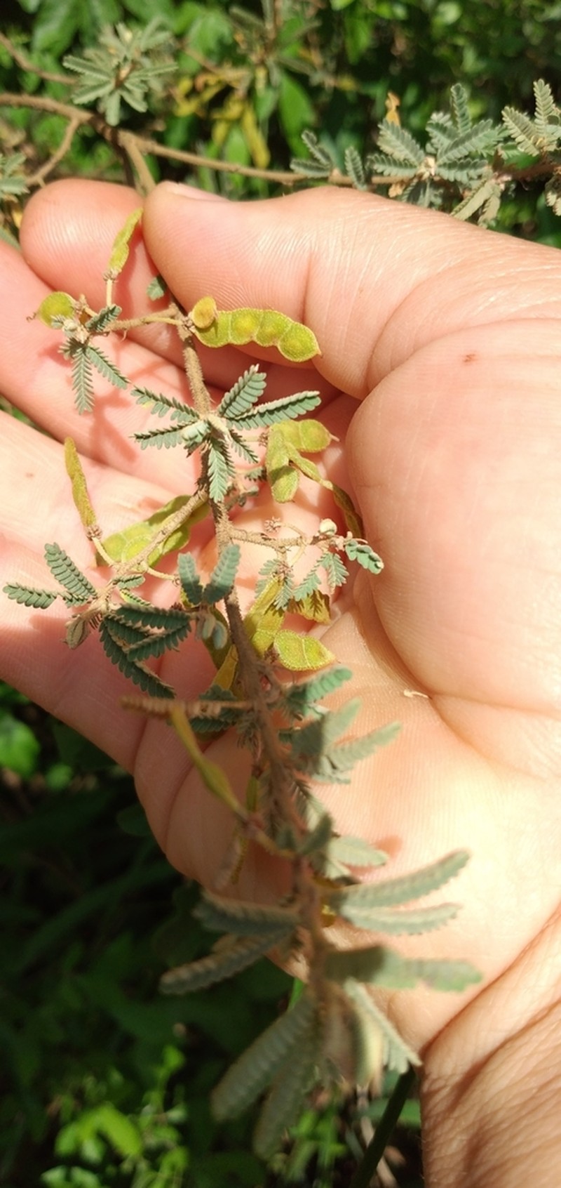 Mimosa pilulifera photo 3