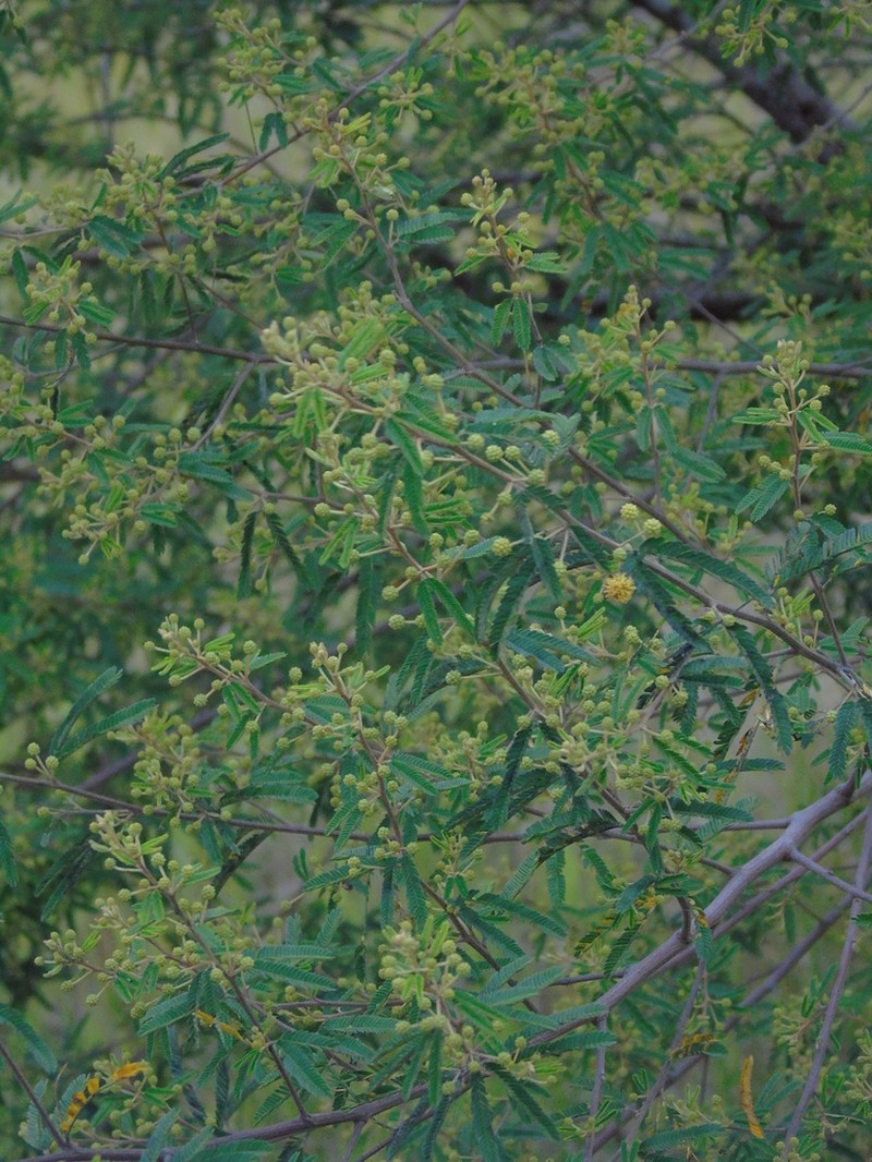Mimosa pilulifera photo 5