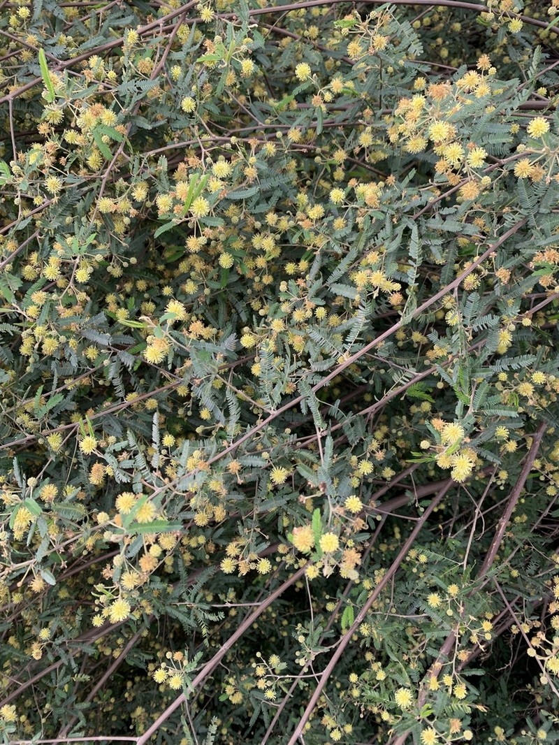 Mimosa pilulifera photo 6