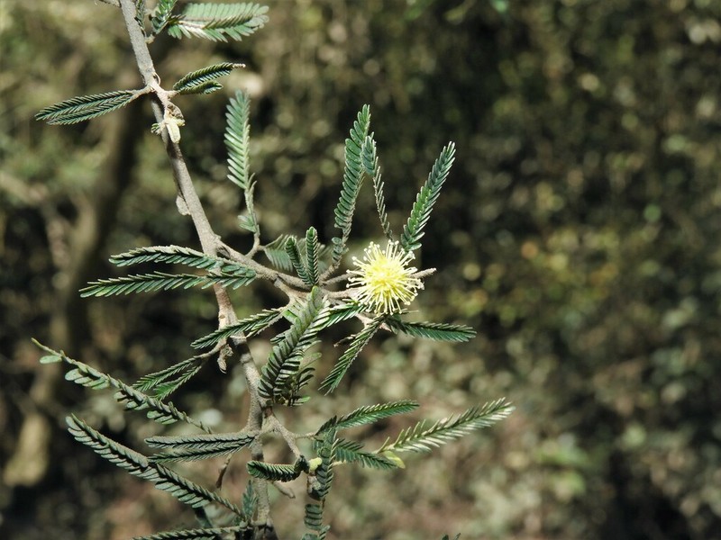 Mimosa pilulifera photo 7