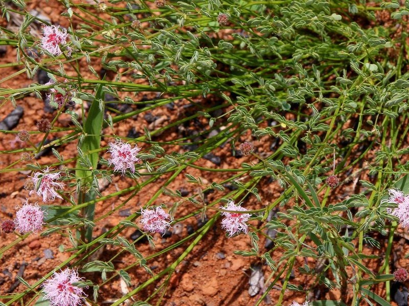 Mimosa piptoptera photo 2