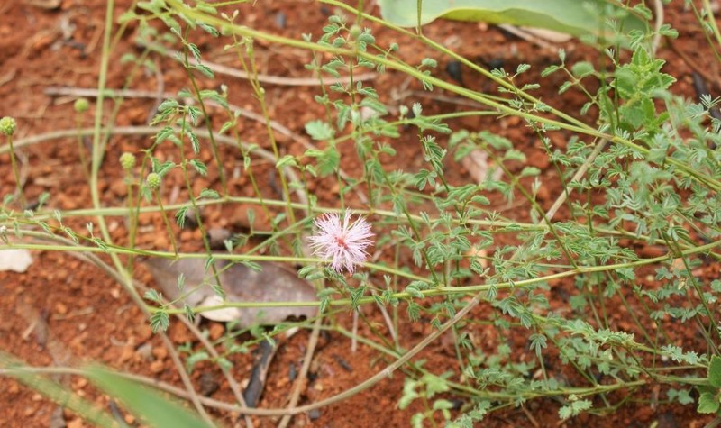 Mimosa piptoptera