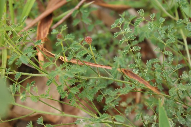 Mimosa piptoptera photo 4