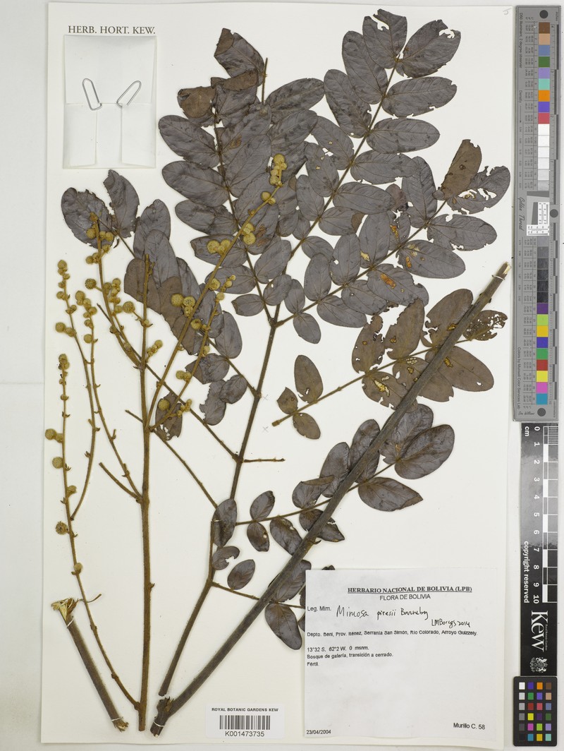 Mimosa piresii