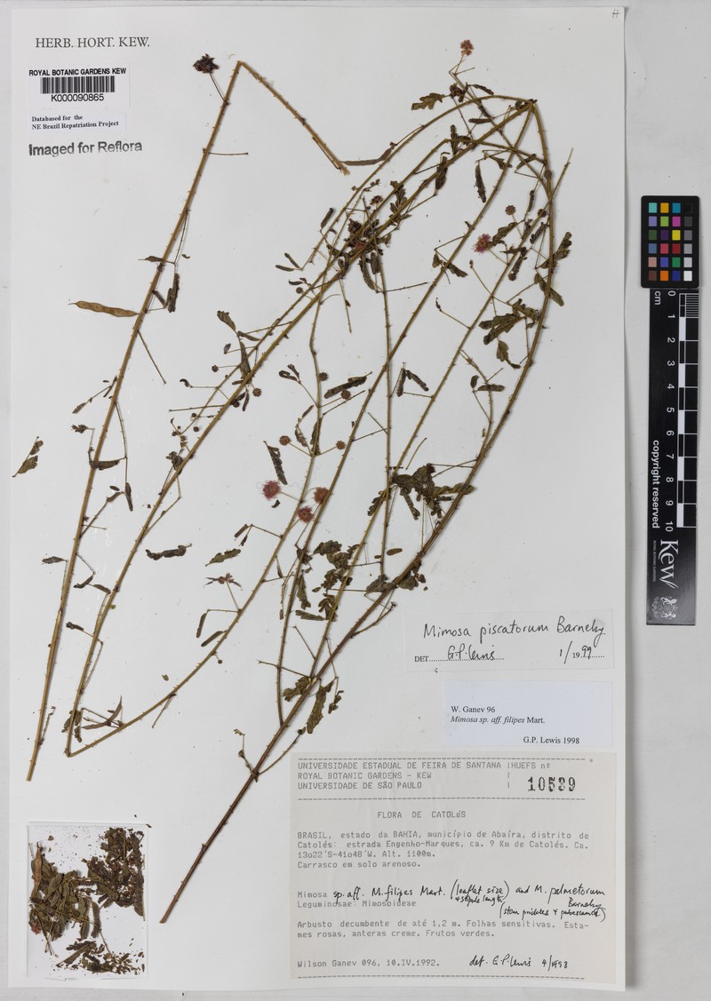 Mimosa piscatorum