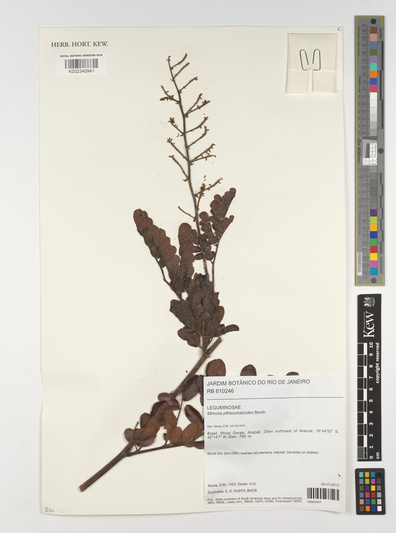Mimosa pithecolobioides