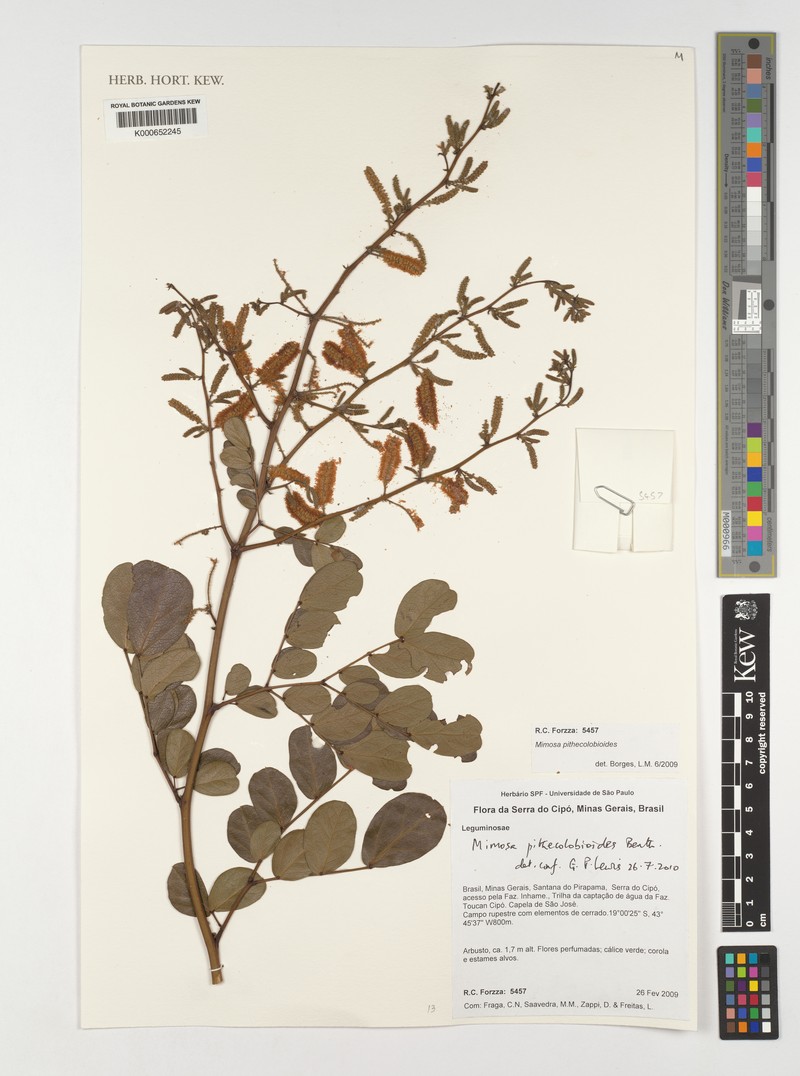 Mimosa pithecolobioides photo 2
