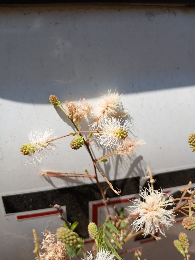 Mimosa platycarpa