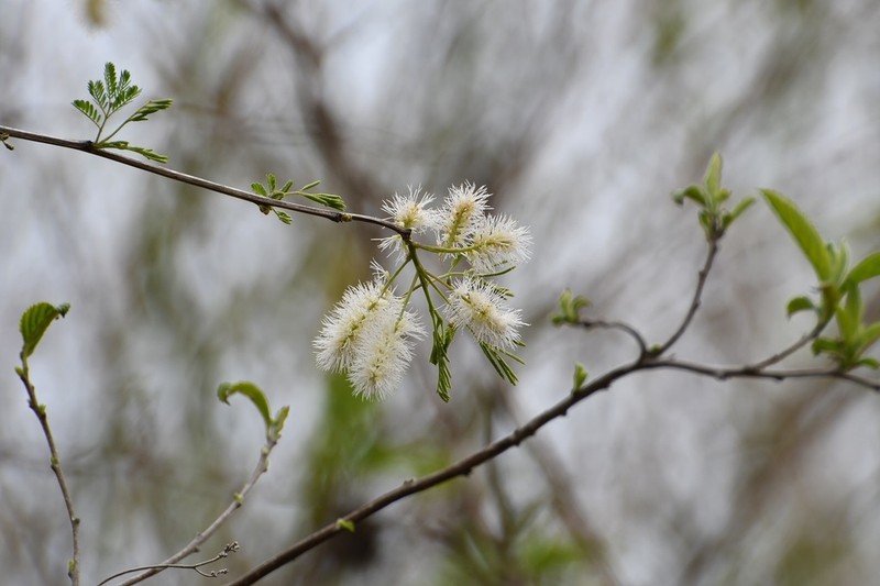 Mimosa platycarpa photo 2