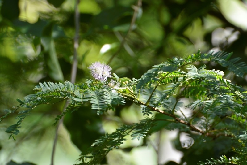 Mimosa platycarpa photo 3