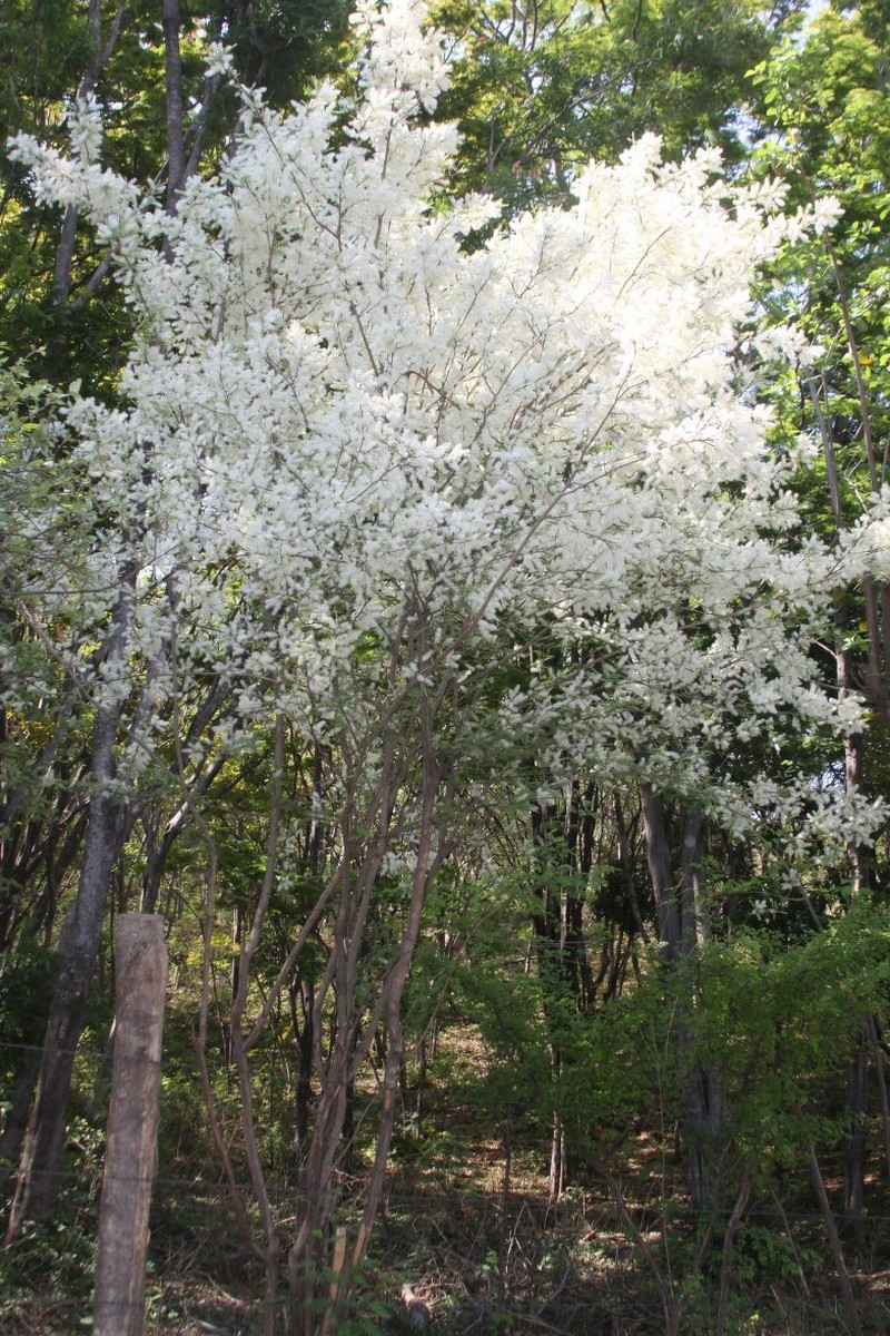 Mimosa platycarpa photo 6