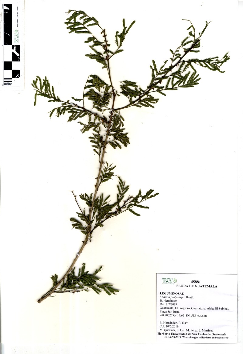 Mimosa platycarpa photo 7