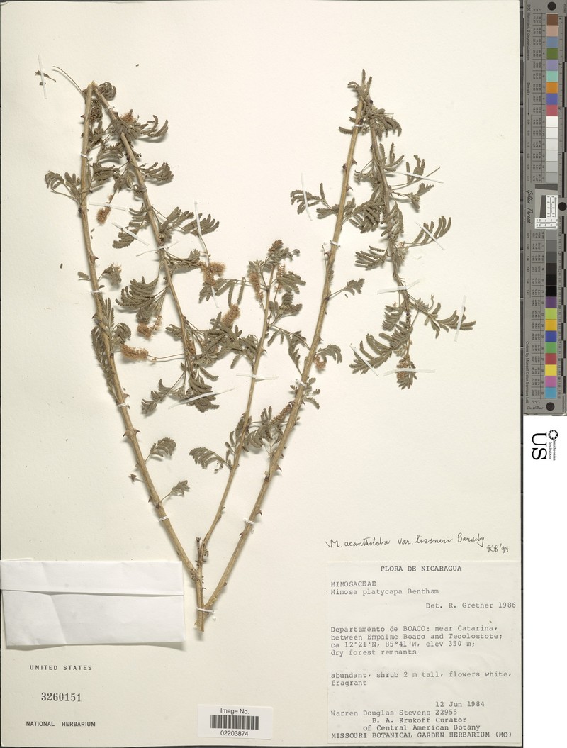 Mimosa platycarpa var. liesneri