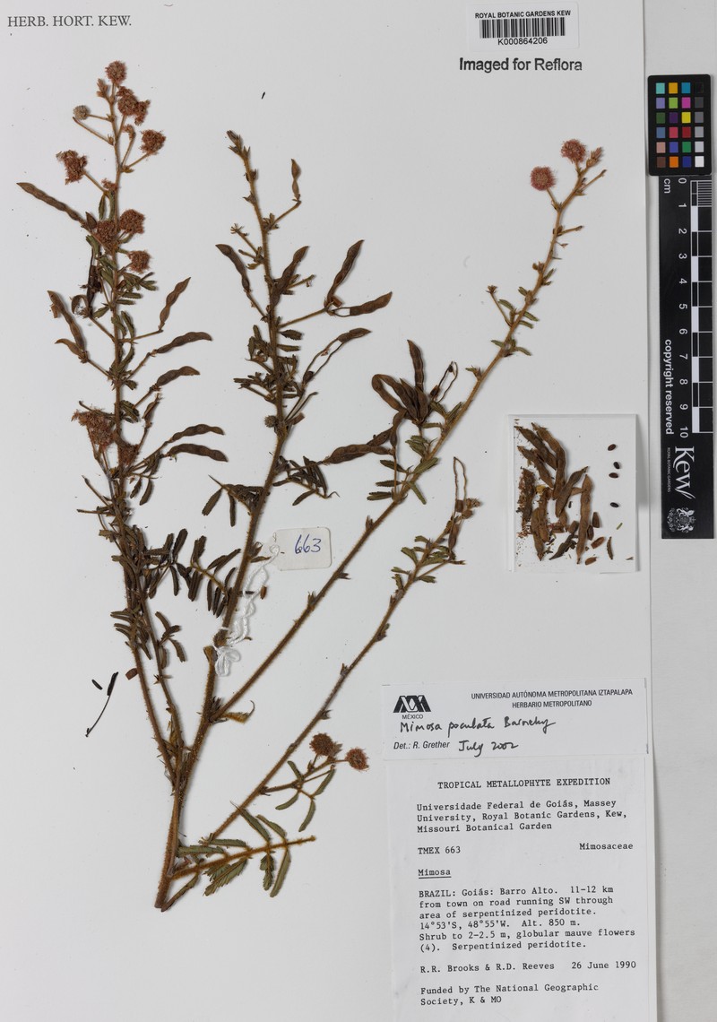 Mimosa poculata