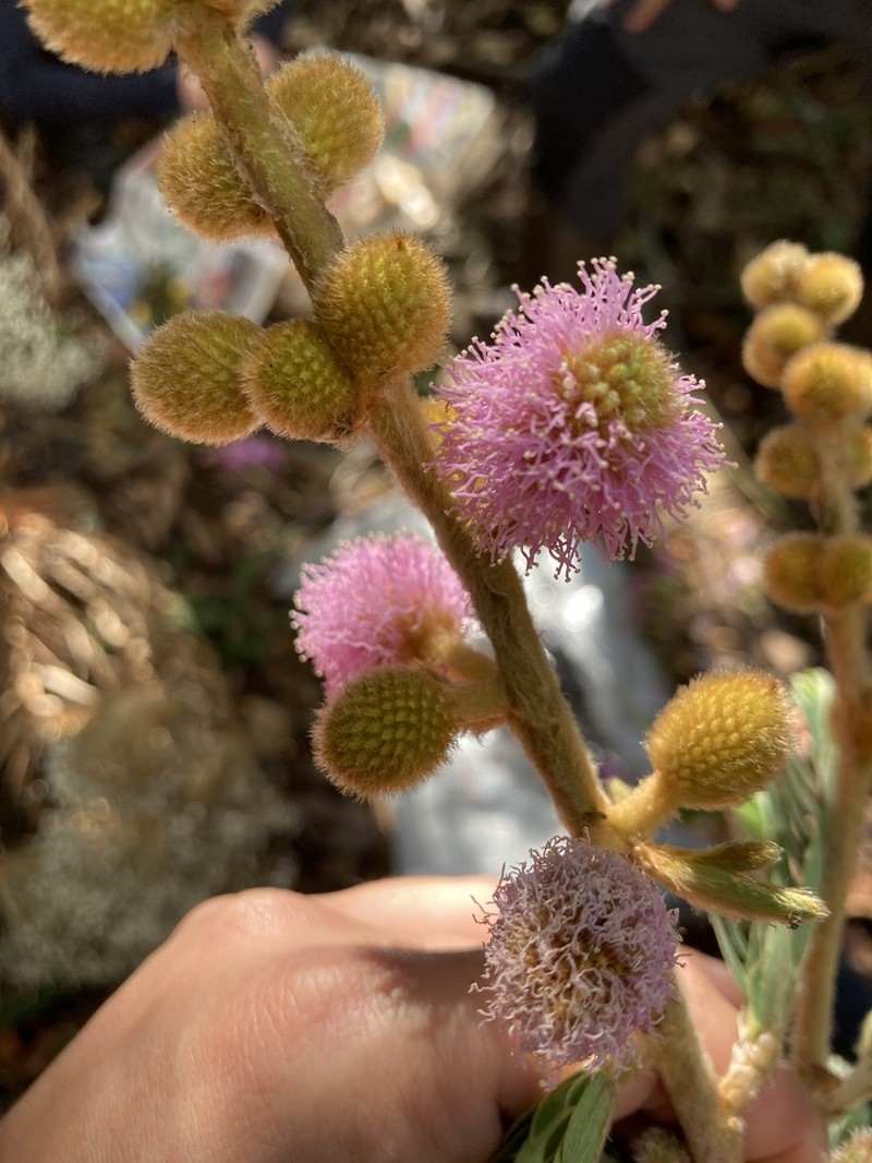 Mimosa pogocephala