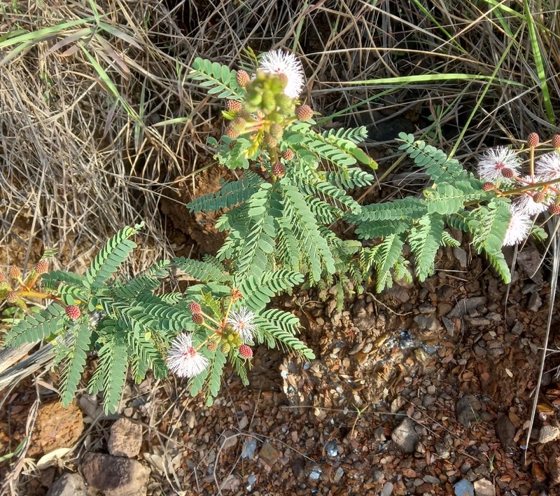 Mimosa pogocephala photo 2