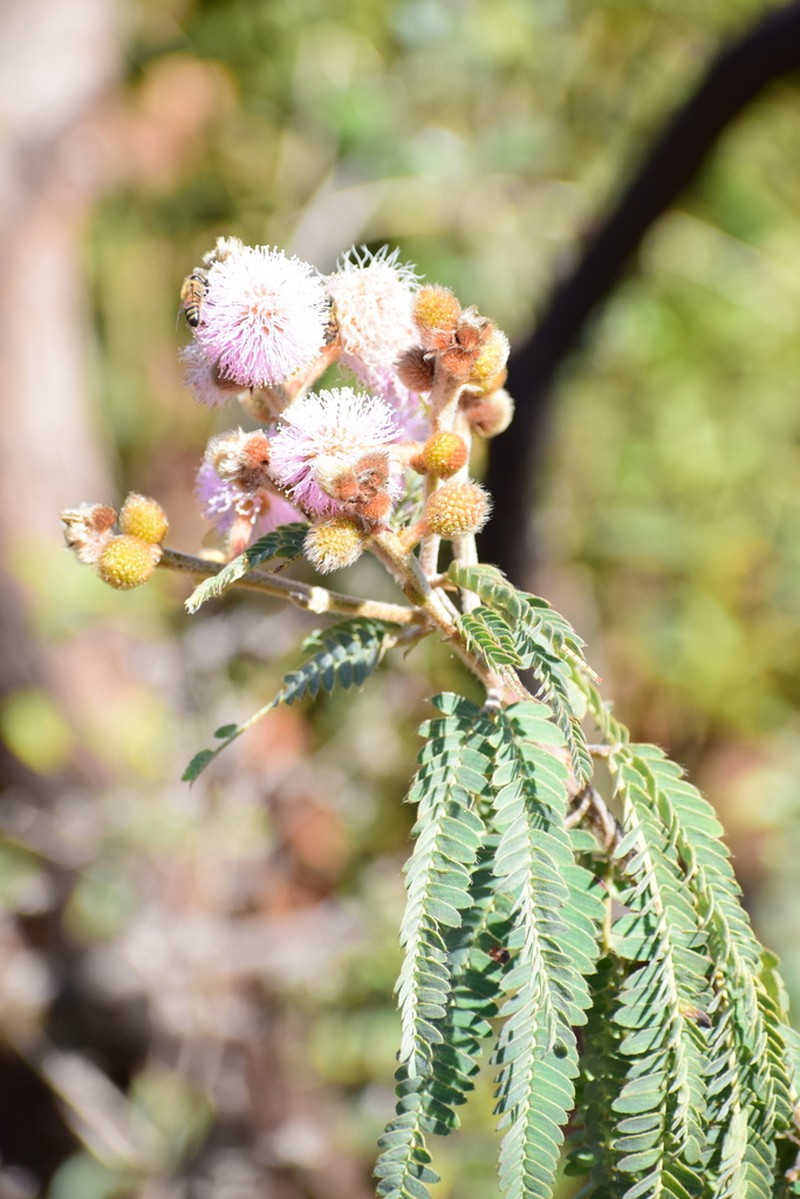 Mimosa pogocephala photo 3