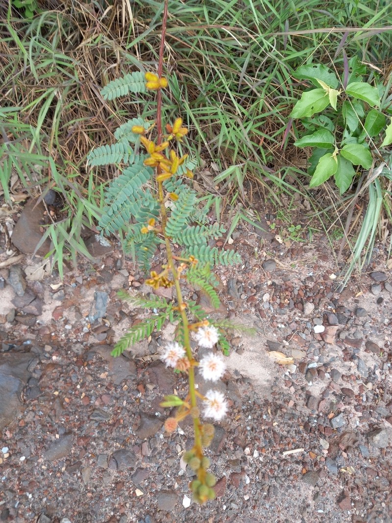 Mimosa pogocephala photo 4