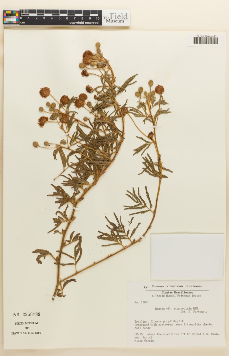 Mimosa pogonoclada