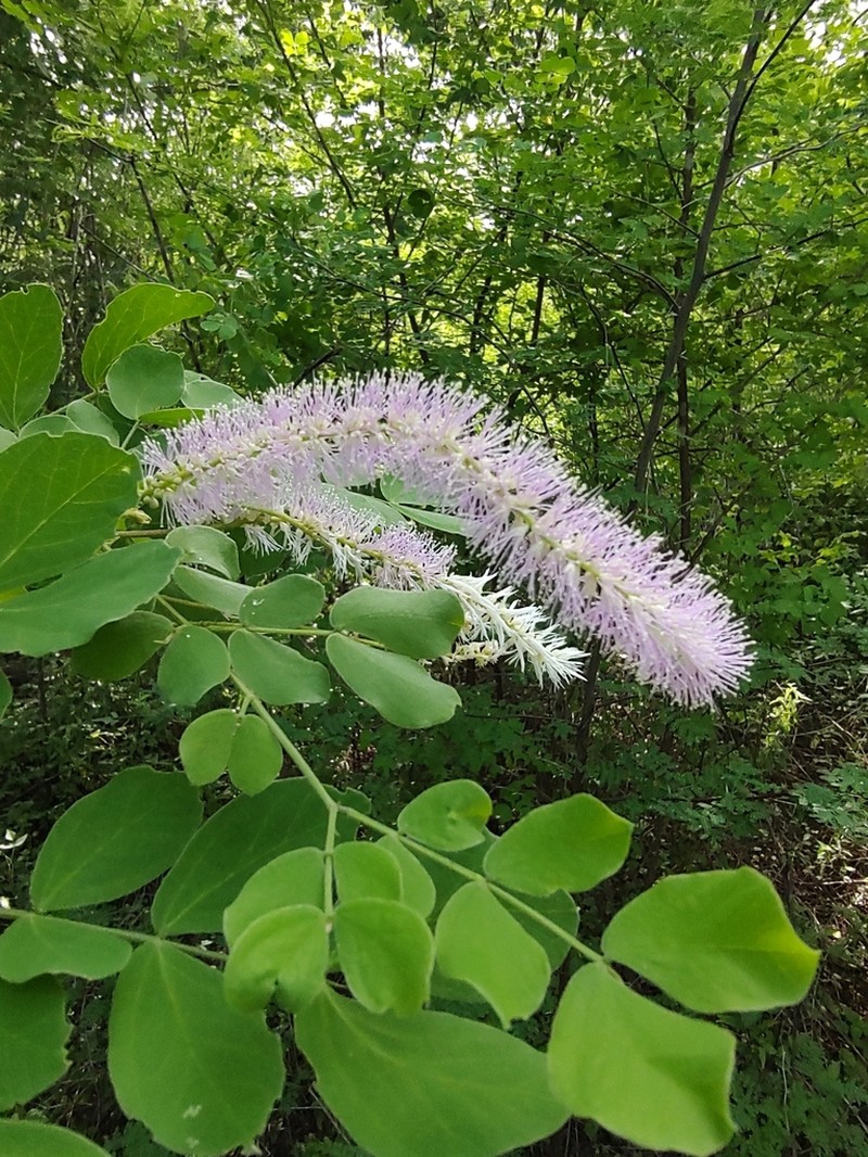 Mimosa polyantha