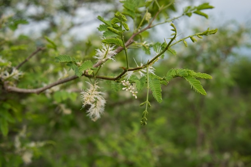 Mimosa polyantha photo 2