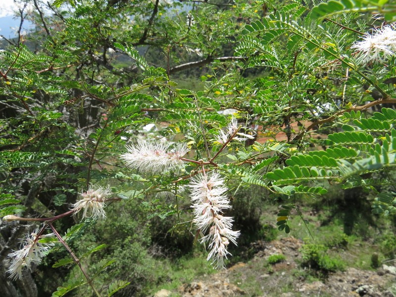 Mimosa polyantha photo 3